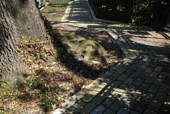 Sidewalk deferring to live oak tree roots.